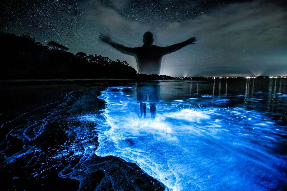 Bioluminiscencia en México. Foto: Unsplash