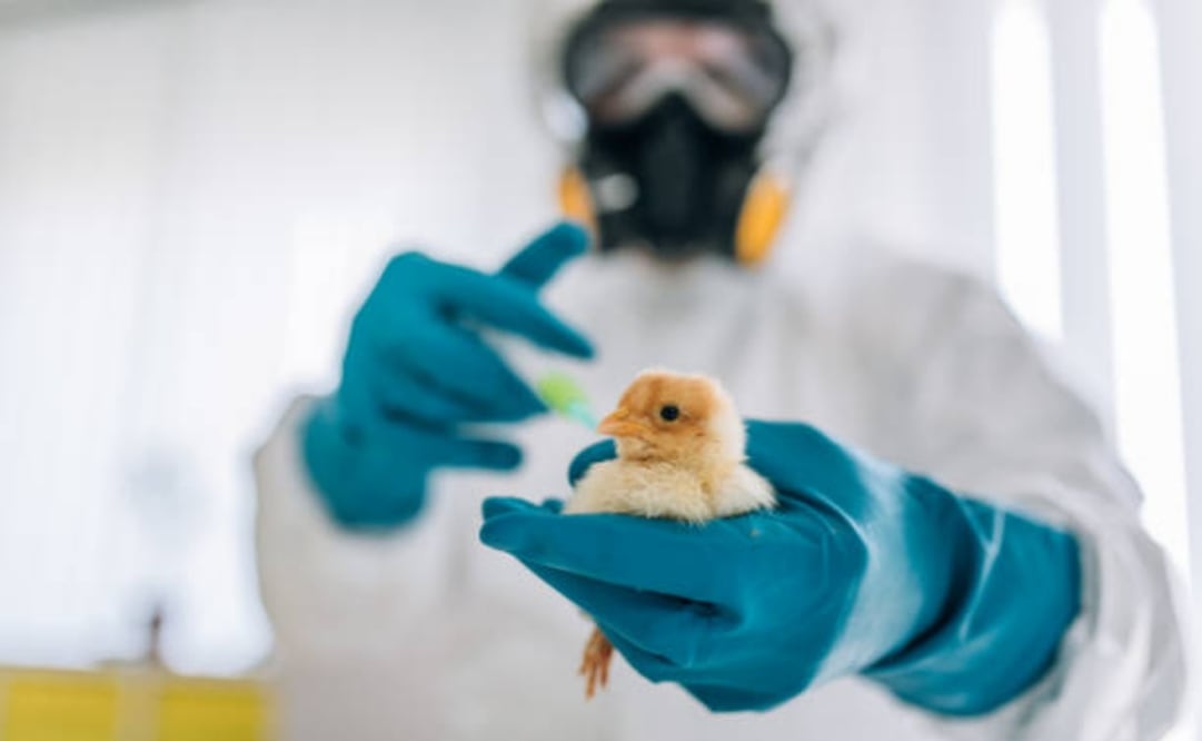 EU cancela contrato de 766 millones de dólares con Moderna para vacuna contra la influenza. Foto: iStock