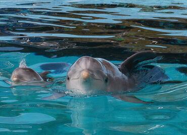 Restricciones de tráfico marítimo por Covid-19 provee a los delfines de mejores aguas donde habitar