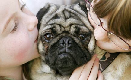 Dormir con mascotas mejoraría la calidad del sueño