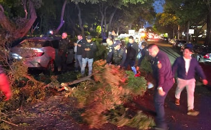Lluvias y vientos de este viernes 13 de junio provocan la caída de 15 árboles; SSC y Bomberos despliegan operativos en 8 alcaldías