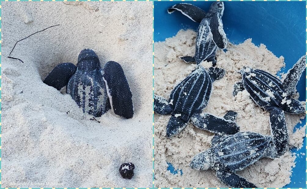 Fotos: Mara Lezama / Facebook