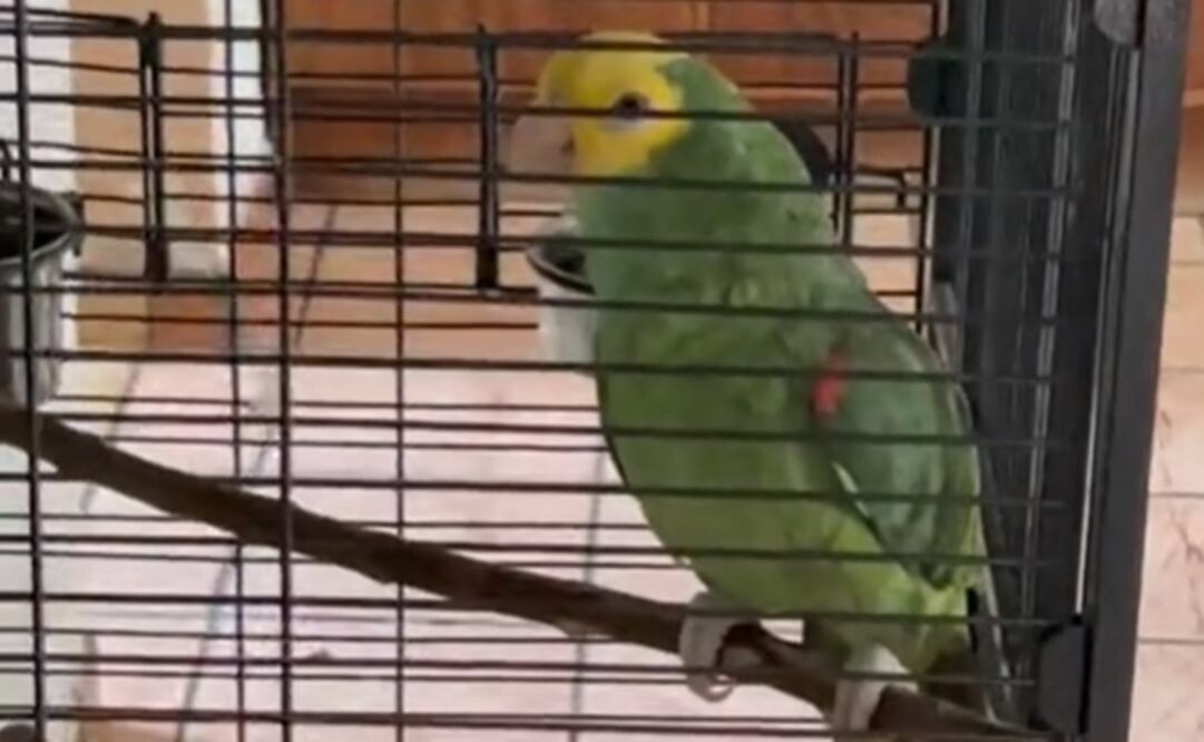 Foto: Tomada del video 