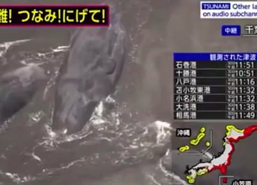 Terremoto en Rusia: Previo a alerta de tsunami, aparecen 4 ballenas varadas en playa de Japón