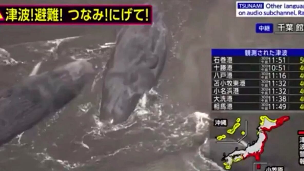 Ballenas varadas en playa de Japón, previo a alerta de tsunami por sismo en Rusia. Foto: tomada de video