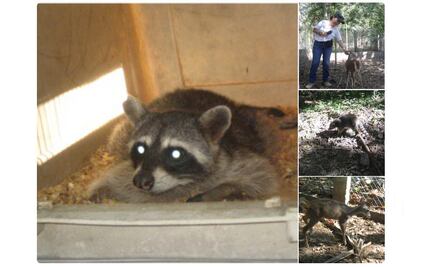 Reintegran a mapache, tejón y venado a su hábitat en Colima