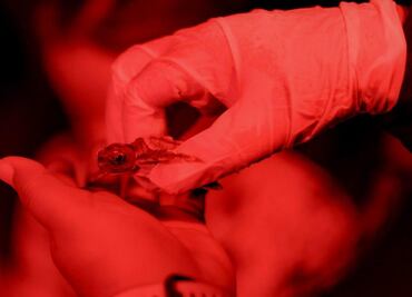 Cancún libera crías de tortuga marina; Ana Paty Peralta refrenda compromiso de conservación