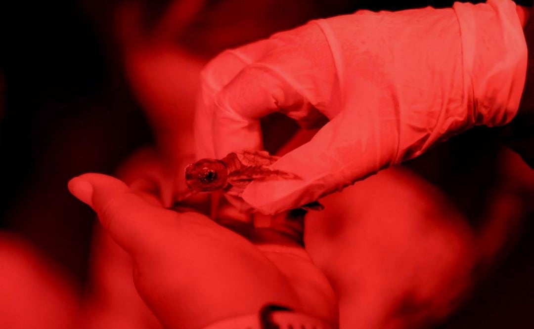 Cancún libera crías de tortuga marina; Ana Paty Peralta refrenda compromiso de conservación. Foto: Especial