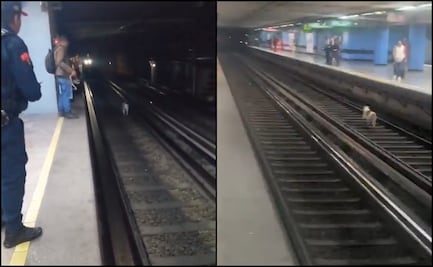 ¡Por poquito! Antes de ser arrollado, rescatan a lomito de las vías del Metro, VIDEO