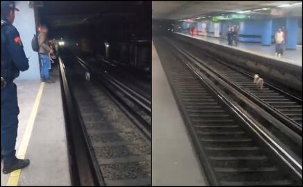 ¡Por poquito! Antes de ser arrollado, rescatan a lomito de las vías del Metro, VIDEO