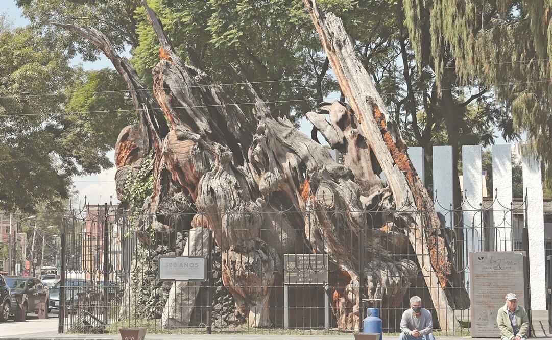 El famoso ahuehuete en el que el conquistador Hernán Cortés habría llorado tras ser derrotado por los mexicas en 1520, se encuentra en el sitio que hoy se conoce como la Plaza del Árbol de la Noche Triste. Foto: Berenice Fregoso