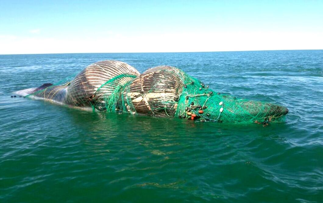Una ballena fue encontrada muerta en la Reserva de la Biósfera Alto Golfo de California y Delta del Río Colorado, en San Felipe, Baja California; el ejemplar tenía una red para pesca enredada en todo su cuerpo. 