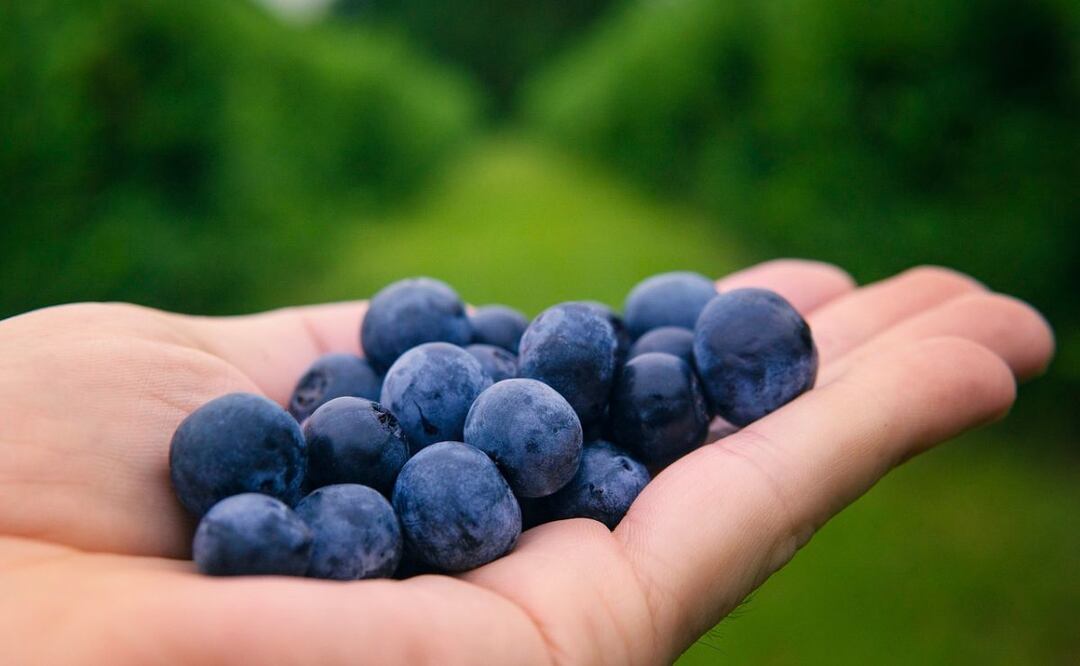 Arándanos. Fuente: Pixabay