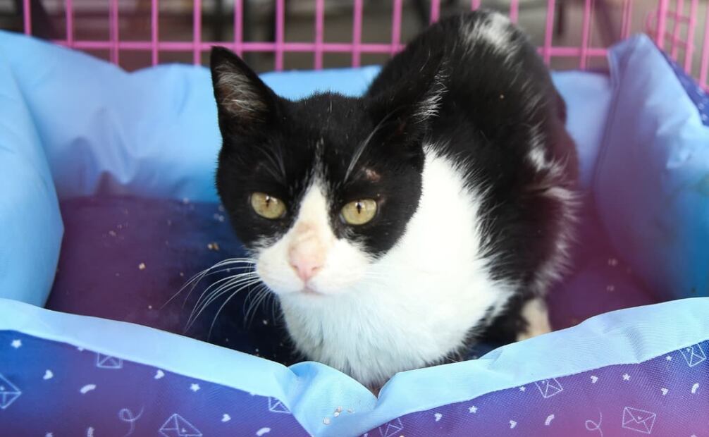 Hasta el mediodía, solo habían sido adoptados los felinos cachorros. | Foto: Carlos Mejía / El Universal.