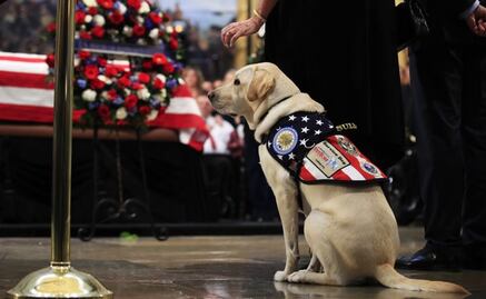 Sully, el perro de George H.W. Bush, homenajea al ex presidente en el Capitolio
