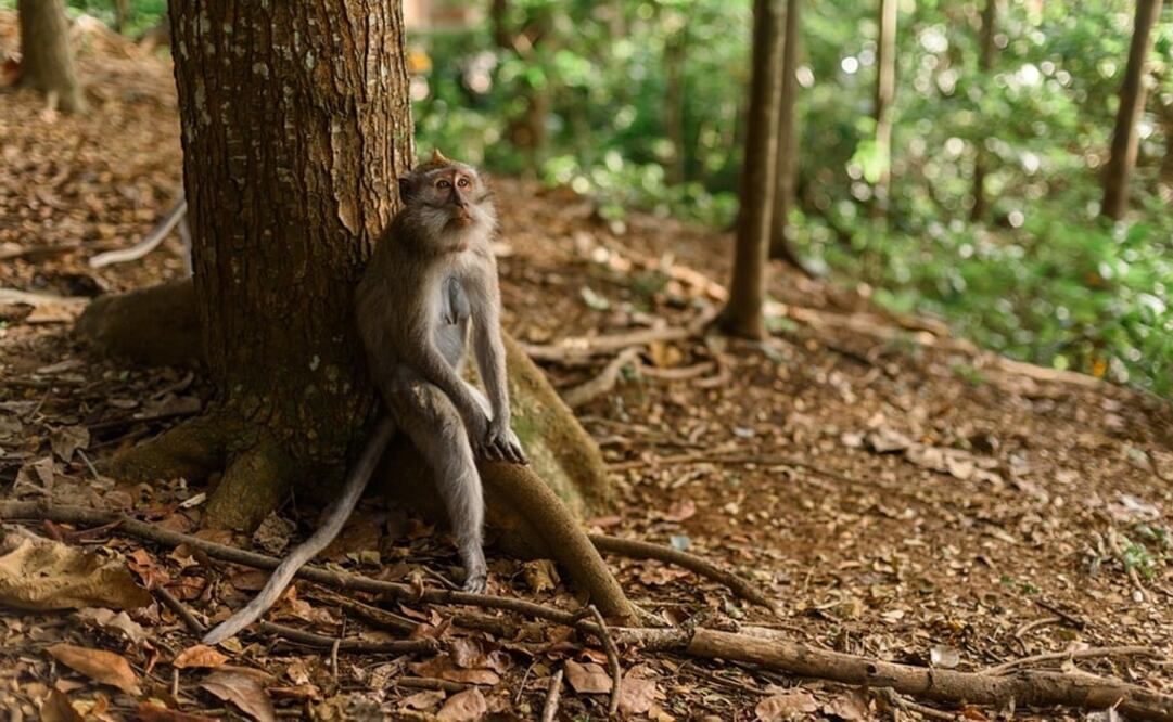 Los cuatro animales habían huido de la escena del accidente hacia el área circundante.  Foto: Pixabay