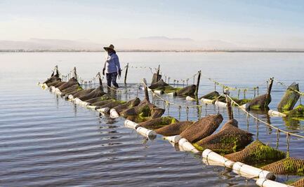 De la escasez a la abundancia, ¿es posible salvar el Golfo de California? 