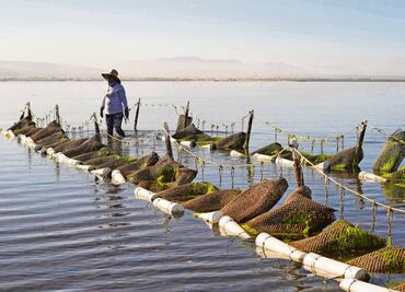 De la escasez a la abundancia, ¿es posible salvar el Golfo de California?