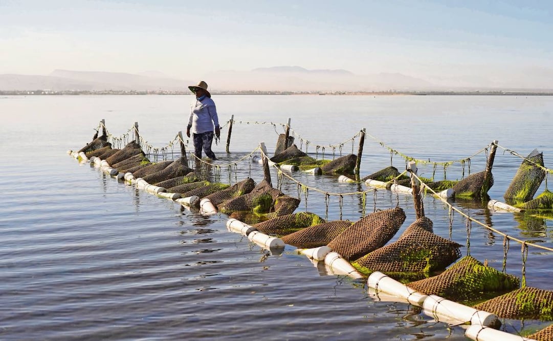 Aracely Mendez, es parte cooperativa Guardianas del Conchalito. Dentro del trabajo que han logrado es la vigilancia y denuncia para frenar la tala ilegal, la pesca furtiva y el basurero. Las mujeres del Conchalito cultivan ostiones usando jaulas tipo linterna colgadas en el estero, donde los ostiones se alimentan de nutrientes naturales mientras filtran el agua, ayudando al ecosistema. Monitorean, limpian y separan los ostiones por tamaño hasta que alcanzan la talla comercial, vendiéndolos de manera local como alternativa sustentable de ingreso para la comunidad. Foto: Enlace Adorno
