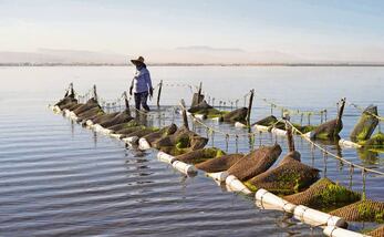 Aracely Mendez, es parte cooperativa Guardianas del Conchalito. Dentro del trabajo que han logrado es la vigilancia y denuncia para frenar la tala ilegal, la pesca furtiva y el basurero. Las mujeres del Conchalito cultivan ostiones usando jaulas tipo linterna colgadas en el estero, donde los ostiones se alimentan de nutrientes naturales mientras filtran el agua, ayudando al ecosistema. Monitorean, limpian y separan los ostiones por tamaño hasta que alcanzan la talla comercial, vendiéndolos de manera local como alternativa sustentable de ingreso para la comunidad. Foto: Enlace Adorno