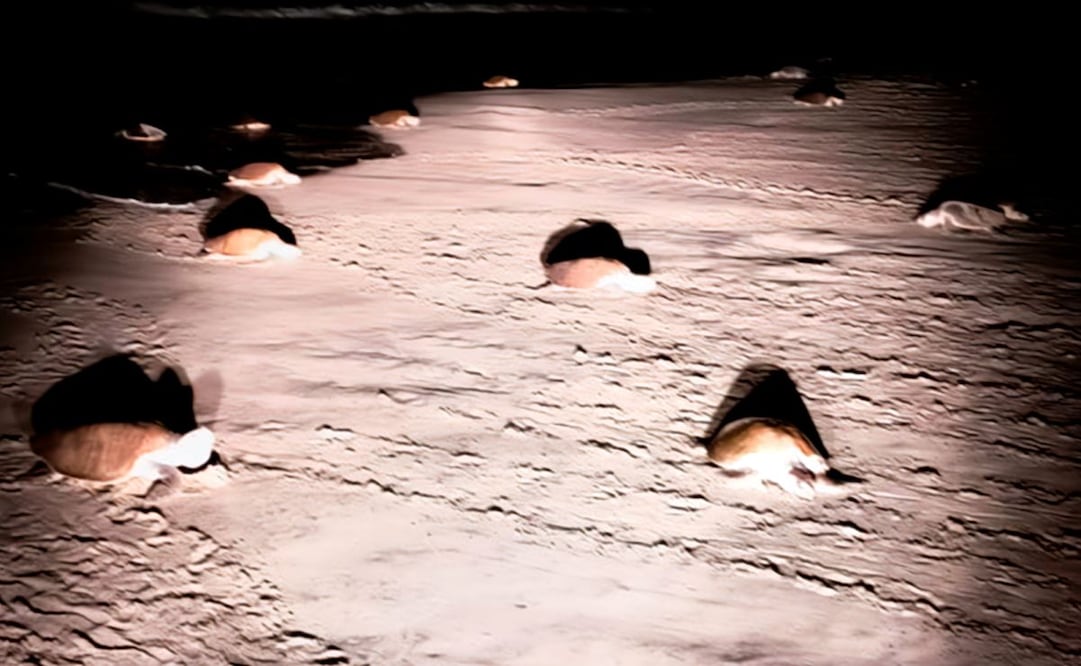 312 mil 371 ejemplares de tortuga marina golfina lograron depositar sus huevos en las costas de playa La Escobilla y playa Morro Ayutla. Foto: Profepa