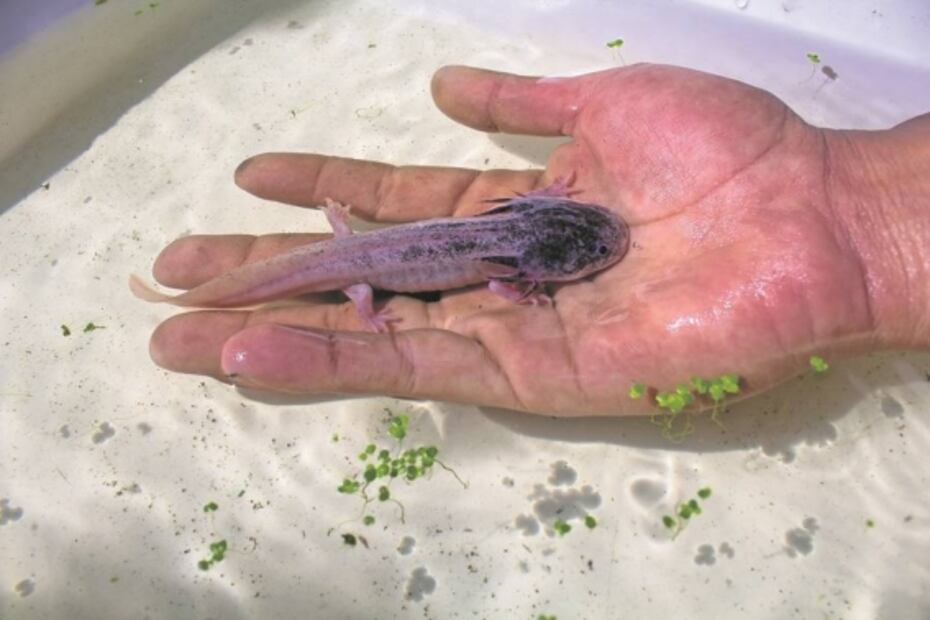 Fotos. Los amaneceres en Xochimilco, la nueva atracción turística del lugar