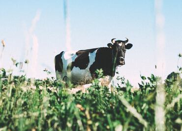 Crisis del agua: ganaderos alertan que sequía amenaza producción de carne