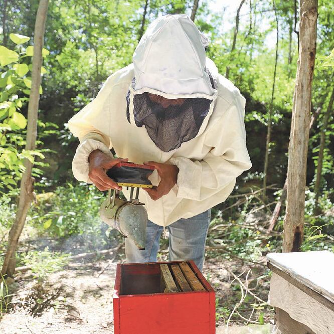 De haber alcanzado el estado una producción récord de entre 12 mil y 14 mil toneladas anuales de miel, hoy sólo produce entre 4 mil a 7 mil toneladas. FOTO: Yazmín Rodríguez