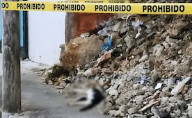 Se registra nuevo caso de crueldad animal en Yucatán; reportan presunto envenenamiento de gatos en fraccionamiento de Mérida