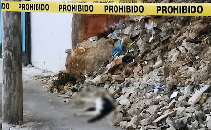Se registra nuevo caso de crueldad animal en Yucatán; reportan presunto envenenamiento de gatos en fraccionamiento de Mérida