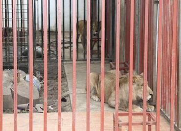 Leones encontrados en casa cateada son llevados a Puebla
