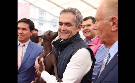 Declaran al Xoloitzcuintle como patrimonio de la CDMX