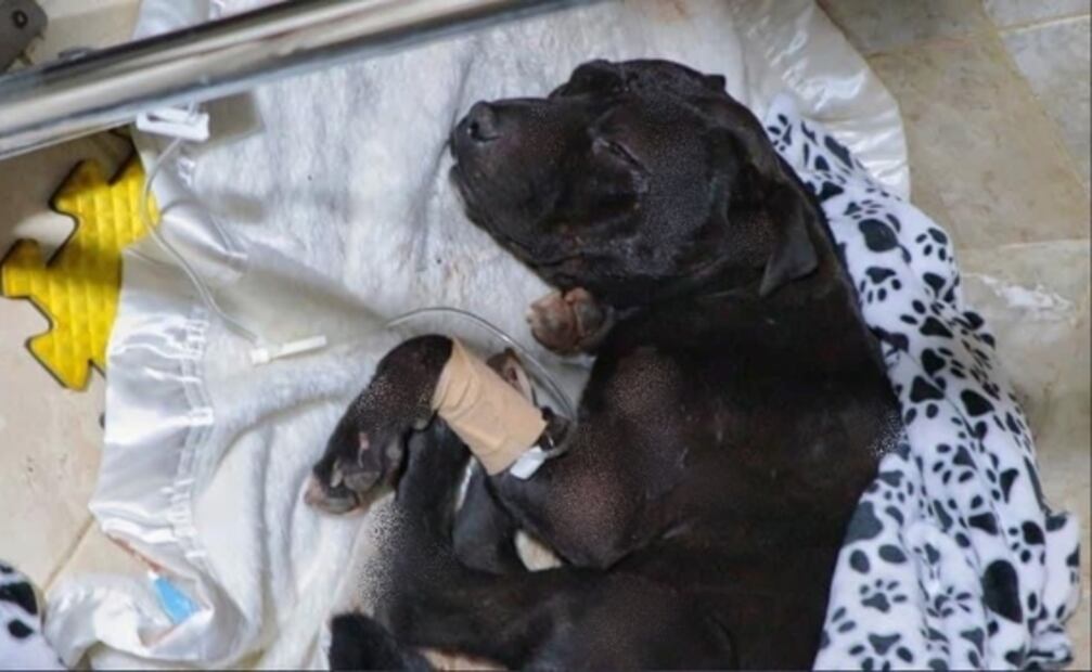 Fiscalía investiga agresión a machetazos contra "Negrito", perrito pitbull herido en Cuautitlán Izcalli