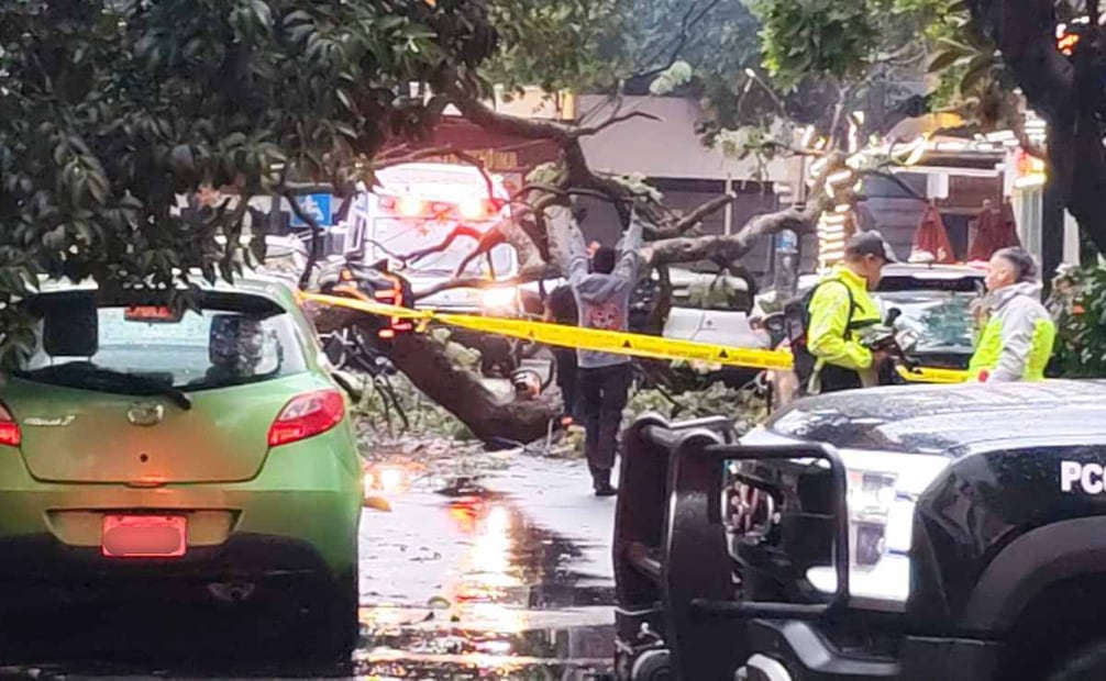 Árbol de jacaranda cae sobre dos vehículos y daña un balcón en la colonia Del Valle Centro. Foto: Especial