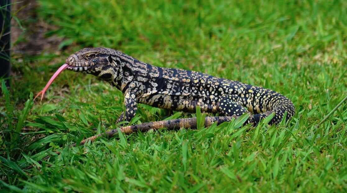 Los lagartos más grandes del mundo. Fuente: Freepik.