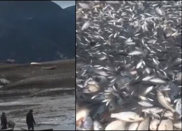 Reportan muerte de miles de peces por sequía de laguna en Hidalgo