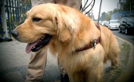 Churrería niega acceso a mujer invidente con perro guía en la Roma Norte