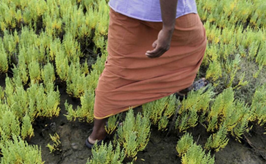 Para los habitantes del pueblo, estos arbustos de color verde brillante son tan inservibles como la maleza. Foto: AP