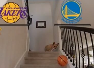 NBA Playoffs: ¡Insólito! Un perro se volvió viral por adivinar cómo quedará la serie entre Lakers y Warriors