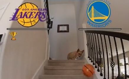 NBA Playoffs: ¡Insólito! Un perro se volvió viral por adivinar cómo quedará la serie entre Lakers y Warriors