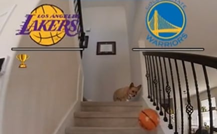 NBA Playoffs: ¡Insólito! Un perro se volvió viral por adivinar cómo quedará la serie entre Lakers y Warriors