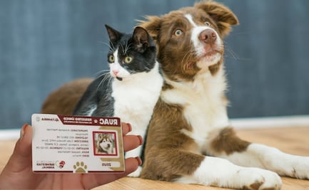 RUAC 2026; así puedes dar de alta a tu mascota en el registro para obtener los beneficios