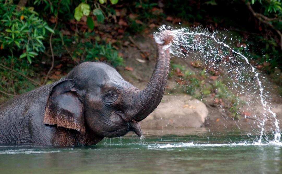 El hashtag #RIPYongki se hizo tendencia en redes sociales