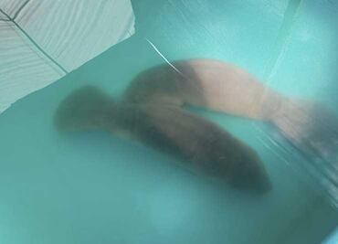 Profepa rescata a dos crías de manatíes en Balancán, Tabasco