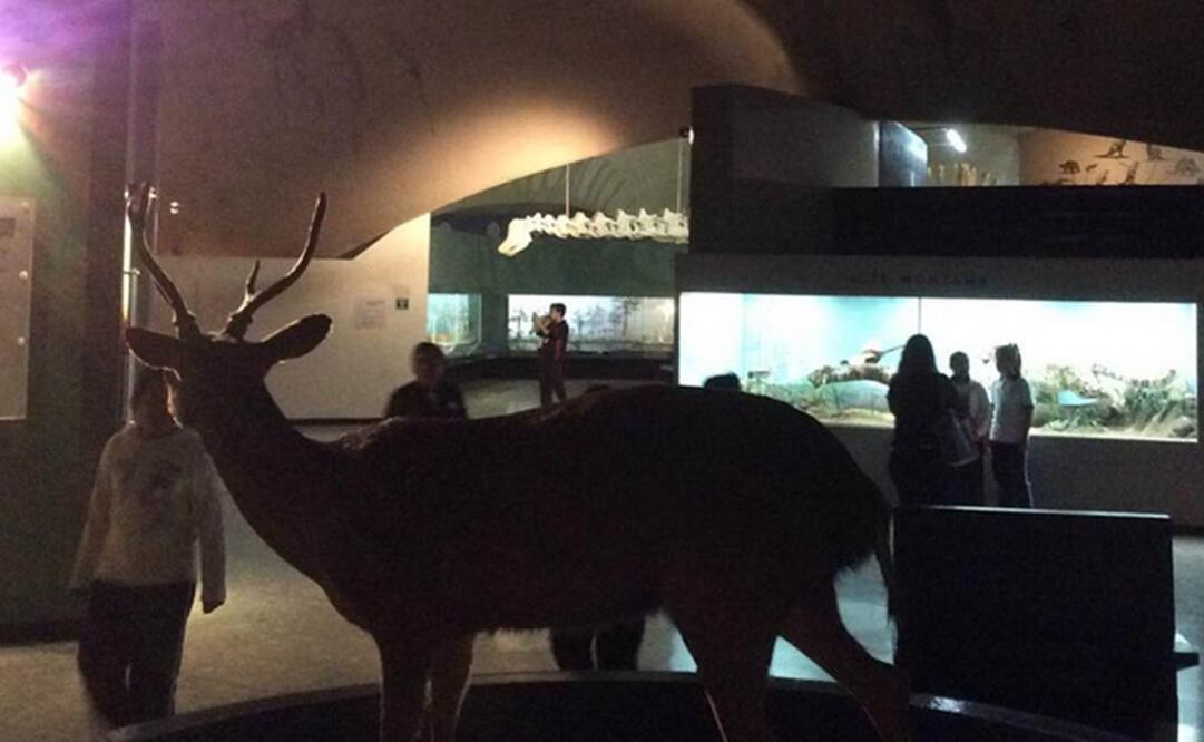 Un guía explorador llevará a los asistentes por las salas. Foto: Instagram/mhnca