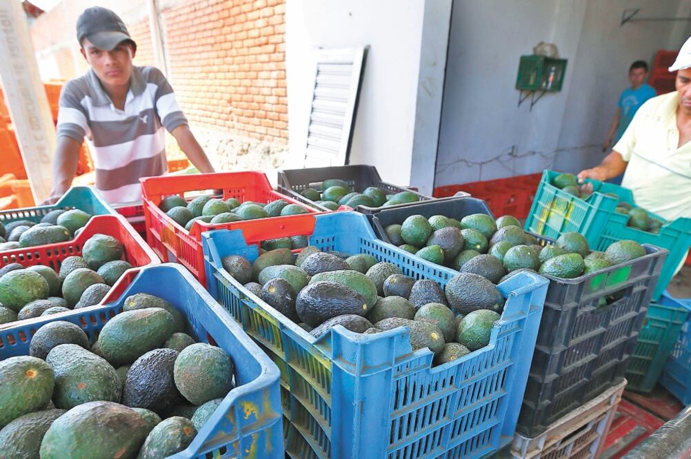 A la Unión Europea le interesan frutas tropicales y aguacate de México. Foto: ARCHIVO EL UNIVERSAL