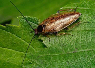 Cucarachas mutantes, la plaga que tiene en alerta a España