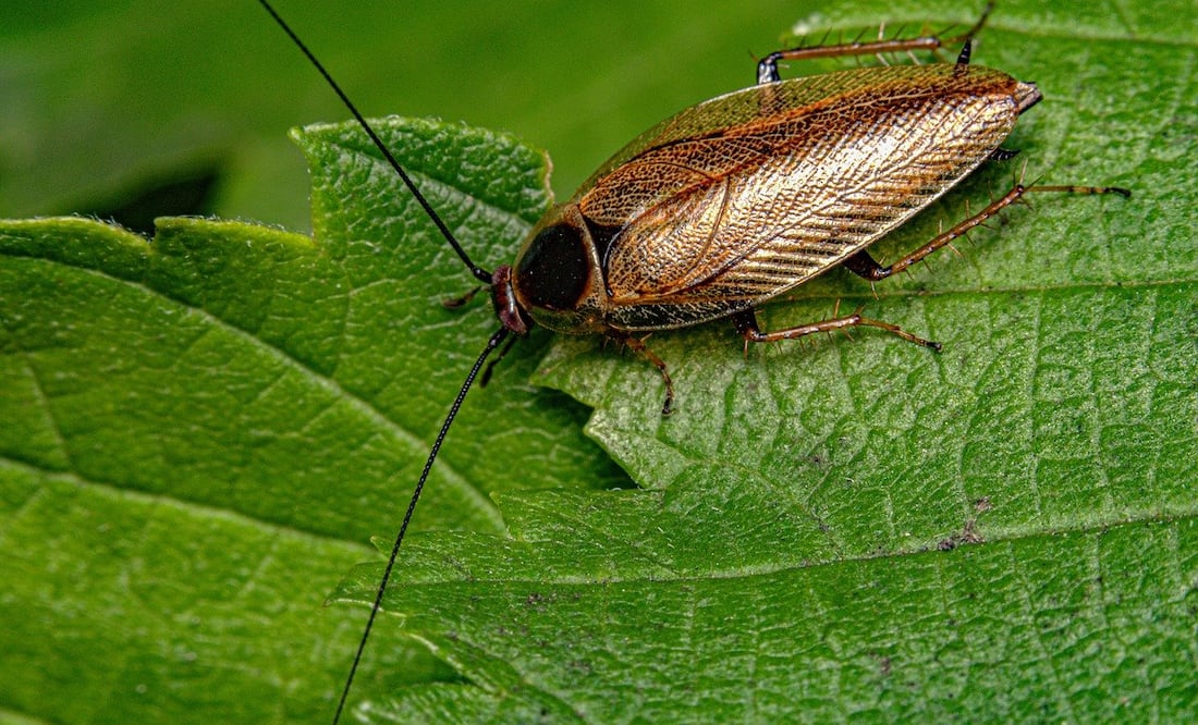 Un estudio realizado aseguró que este tipo de cucaracha es atraído por ciertos aromas específicos. Foto: Unsplash
