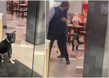 ¡Aún hay gente buena! Dejan entrar a perrito a restaurante para que se refugie de la lluvia