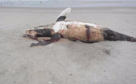 Muere el ballenato albino Costalito de Sal